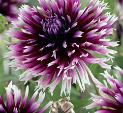 Георгина (бахромчатая) - Алауна Клер-Обскюр