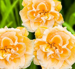 Лилейник (гибридный) - Икебана Стар