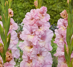 Гладиолус (гофрированный) - Пинк Лайтнинг