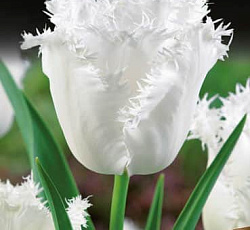 Тюльпан (Бахромчатый) - Ханимун