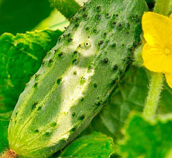 Огурец Цыган F1