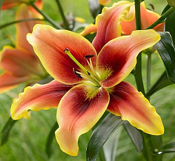 Лилия (ОА-гибрид) - Авалон Сансет