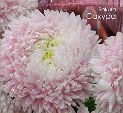 Астра китайская Хризантелла Сакура