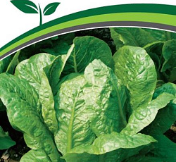 Салат Бернар (кочанный)