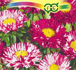 Астра Мацумото белая с розовым краем