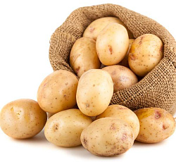 Картофель Триумф