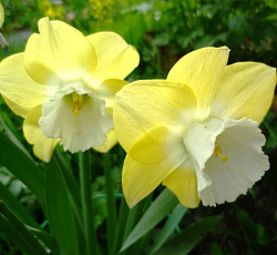 Нарцисс (крупнокорончатый) - Авалон