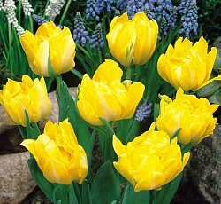 Тюльпан (Махровый ранний) - Монте Карло