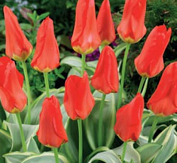 Тюльпан (Фостера) - Робасса