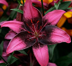 Лилия (азиатская танго) - Пёпл Ай