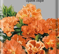 Годеция крупноцветковая Оранж Глори