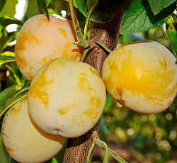 Слива - Ренклод колхозный