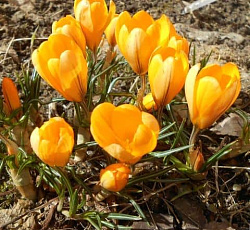 Крокус (крупноцветковый) - Йеллоу Мамут