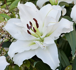 Лилия (ОТ-гибрид) - Уайт Айз