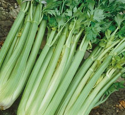Сельдерей черешковый Юта