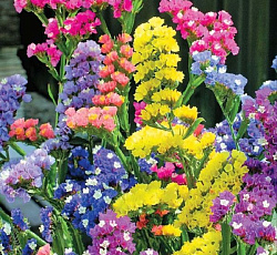 Статица Радужная смесь