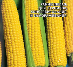 Кукуруза Золотой лед F1 (сахарная)