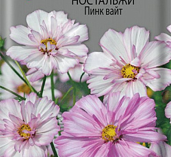 Космея Ностальжи Пинк вайт