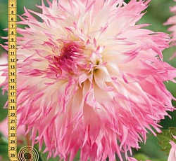 Георгина (бахромчатая) - Пайнлендс Принцесс