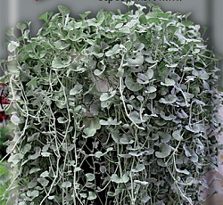 Дихондра Серебряные Нити