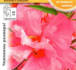 Кларкия Махровая Русский размер