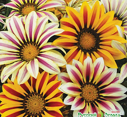 Гацания F1 Смесь Русский размер