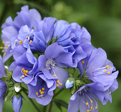 Полемониум (синюха) Небесно-голубой