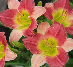 Лилейник (гибридный) - Файнал Тач