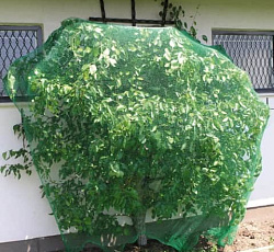 Сетка от птиц (2х10 м)