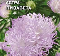 Астра Художественная Лизавета (махровая)