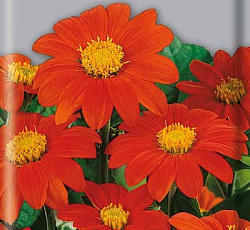 Титония Рыжий фонарь