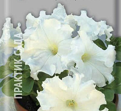 Петуния Фриллитуния вайт