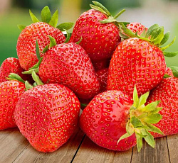 Клубника ремонтантная Белтран F1