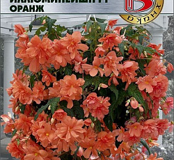 Бегония клубневая ампельная Иллюминейшн F1 Оранж