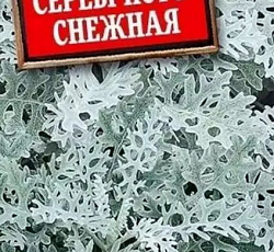 Цинерария Серебристо-снежная