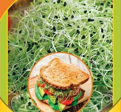 Микрозелень Лук порей