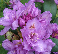 Рододендрон (гибридный) - Фастуосум Флоре Плено