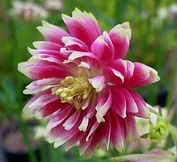 Аквилегия (гибрид МакКаны) - Нора Барлоу