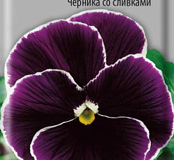 Анютины глазки Черника со сливками