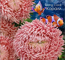 Астра китайская Хризантелла Коралл