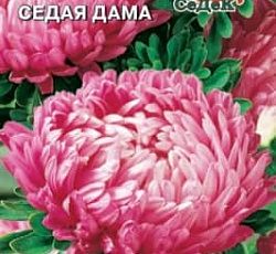 Астра Седая дама (пионовидная)