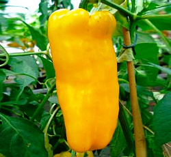 Перец сладкий Желтый слон