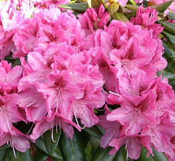 Рододендрон (гибридный) - Космополитан