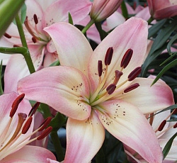 Лилия (ЛА-гибрид) - Куплет