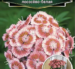 Гвоздика турецкая Бодештольц Лососёво-белая F1