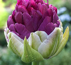 Тюльпан (Махровый поздний) - Эксквизит