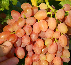 Виноград (бессемянный) - Кишмиш лучистый