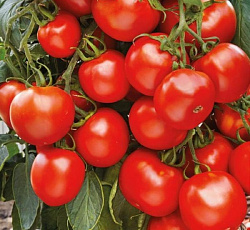 Томат непасынкующийся Красный