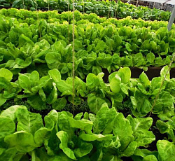 Салат Московский парниковый (листовой)