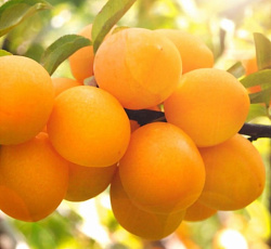 Слива русская (алыча) - Подарок Санкт-Петербургу